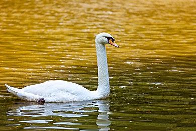 世嘉注册新商标“Yakuza Wars” 或将是如龙新作